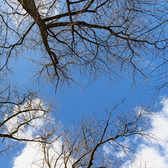 bottom view of bare leafless tree branches against a blue sky with white clouds