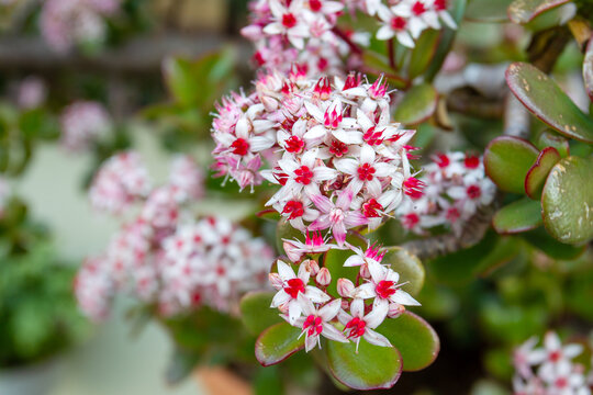 crassula or money tree