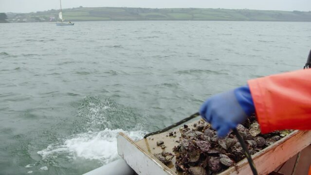 Throwing out the dredge from the boat