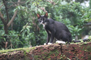 A black cat sitting in the stone fence