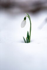Snowdrop flowers in the snow, selective focus, blur, sunlight. Сard for the holidays in March
