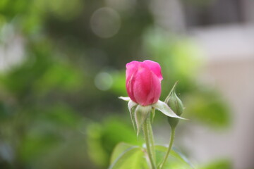 Single tulip flower in the garden