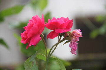 pink flower, rose flower.