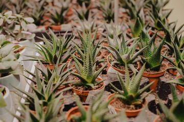 succulents in a flower shop