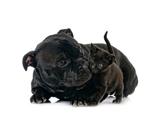 staffordshire bull terrier and kitten