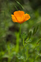 Fototapeta premium The California poppy (lat. Eschscholzia californica), of the family Papaveracea. Central Russia.