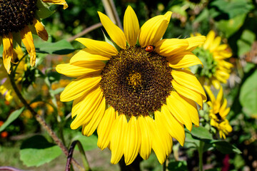 One vivid yellow common sunflower (Helianthus) and blurred green leaves in soft focus, in a garden in a sunny summer day, beautiful outdoor floral background