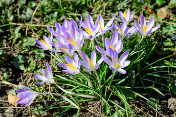 Close up of blue crocus spring flowers in full bloom in a garden in a sunny day, beautiful outdoor...