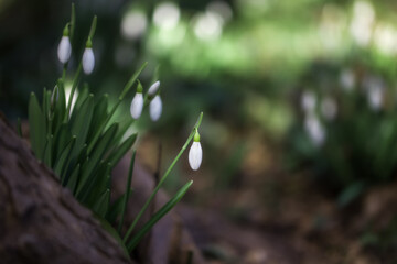 White snowdrops (Galanthus nivalis) close-up on blurry background with copy space. In the forest snowdrops are in bloom in the spring.