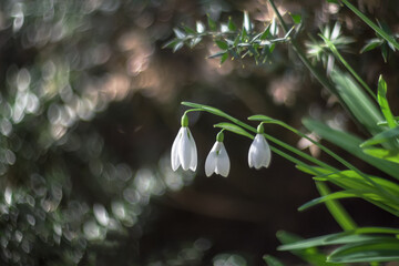 White snowdrops (Galanthus nivalis) close-up on on the background with a beautiful bokeh with copy space. In the forest snowdrops are in bloom in the spring.