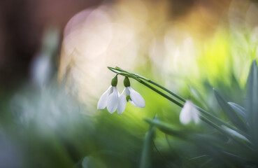 White snowdrops (Galanthus nivalis) close-up on blurry background with copy space. Snowdrops bloom in the forest and park in spring