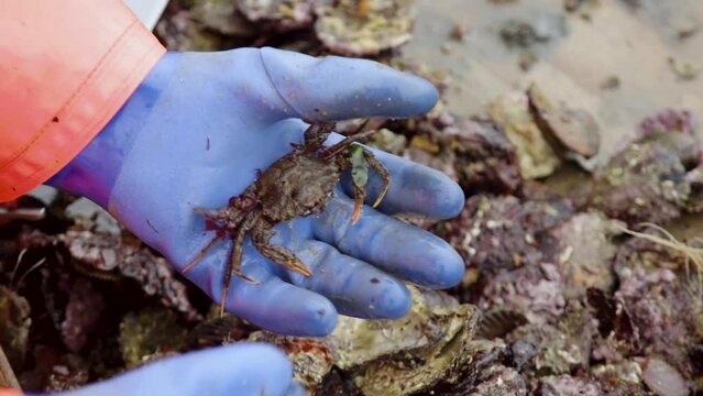 Shore crab going back alive healthy bycatch
