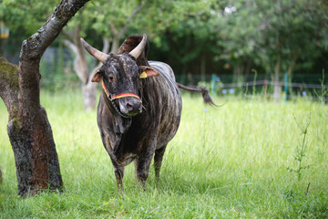 Zwergzebu Bulle auf einer grünen Wiese