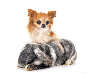 Lop rabbit rhoen and chihuahua