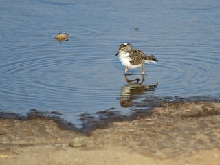 Ein junger Dreiband-Regenpfeifer (Charadrius tricollaris) im Flachwasser, Tansania.