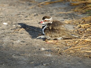 Ein Dreiband-Regenpfeifer (Charadrius tricollaris) mit einem Jungvogel, Tansania.