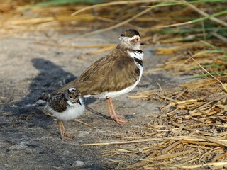 Ein Dreiband-Regenpfeifer (Charadrius tricollaris) mit einem Jungvogel, Tansania.