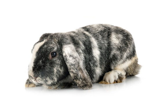 Lop rabbit rhoen in studio