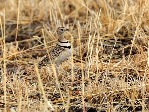 Ein Doppelband-Rennvogel (Rhinoptilus africanus) im nat&uuml;rlichen Habitat, Tansania.
