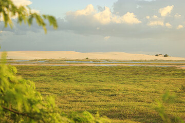 field and dunes