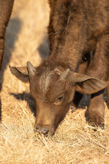 African Buffalo calf, Kruger National Park