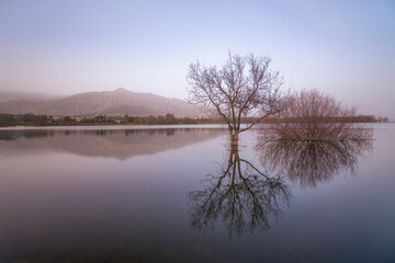 Árbol solitario en un lago