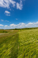 Fototapeta na wymiar Green crops in Sussex on a sunny spring day