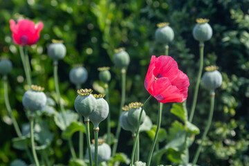 poppies and their seed heads in the summer sunshine