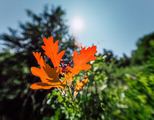 orange maple leaf