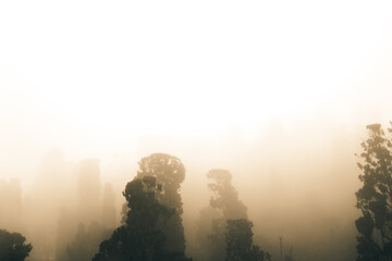 Spooky foggy forest concept photo. Trees in the mist in forest