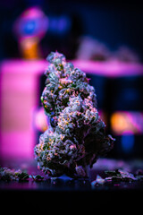 vertical marijuana bud close up with visible THC crystals and hairs standing up purple neon green...
