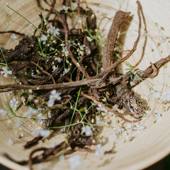 Dry dandelion roots in the bow