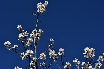 Zweige mit weissen Blüten vor blauem Himmel