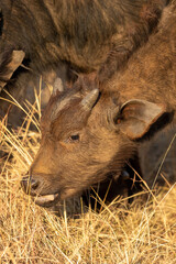 African Buffalo calf, Kruger National Park