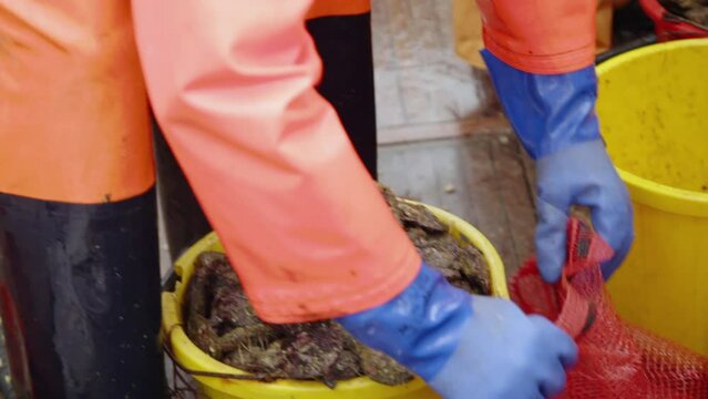 Emptying the catch from bucket to bag ready for market