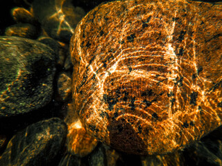 fish on a black background