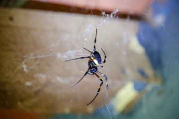 Spider on the roof with web on the walls.