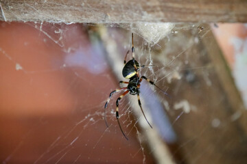 Obraz premium Spider on the roof with web on the walls.