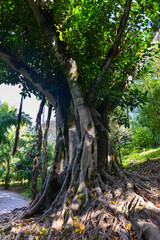 Großblättrige Feige (Ficus macrophylla) in Coimbra, Portugal
