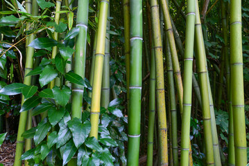 Naklejka premium Bambuswald am Botanischen Garten der Universität Coimbra, Portugal