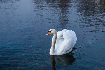 Obraz premium swan on the lake. Lecco, italy.