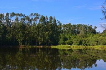 Fototapeta na wymiar Floresta de Eucalipto com Lagoa
