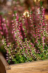 heather plant in the box