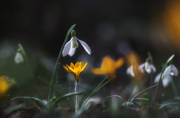 White snowdrop (Galanthus nivalis) and yellow crocus close-up, macrophotography. In the forest snowdrops and crocus are in bloom in the spring.
