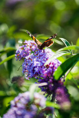 Beautiful butterfly  on blossom plant
