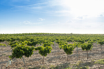 Fototapeta na wymiar Winemaking vineyard fields