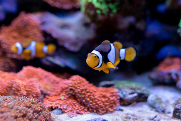 Amphiprion percula , red sea fish in Home Coral reef aquarium. Selective focus. - obrazy, fototapety, plakaty