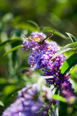 Beautiful butterfly  on blossom plant