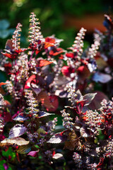 purple basil in the garden