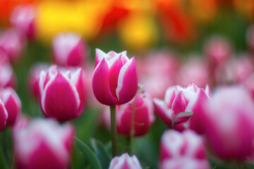 Spring flowers tulips bloom in the park. Pink tulip on a blurred background with copy space. Beautiful postcard, banner.